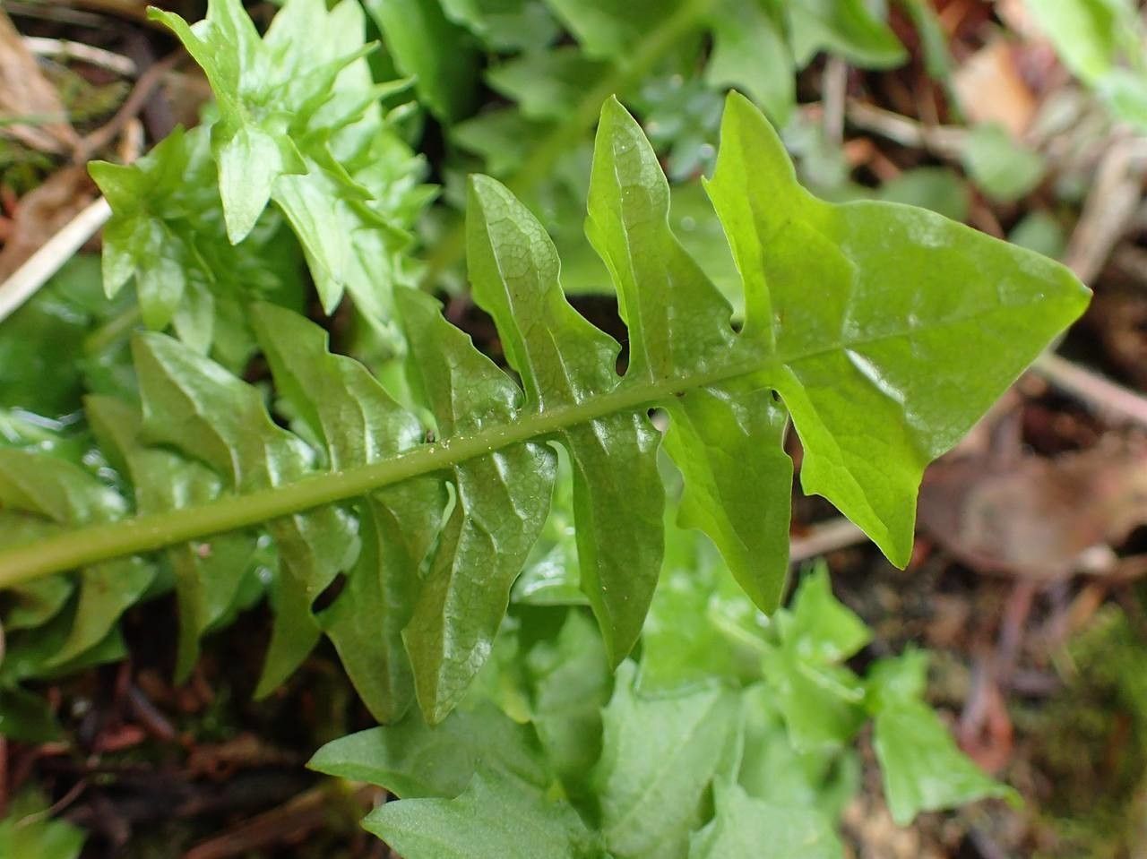 Aposeris foetida — houseplant care guide