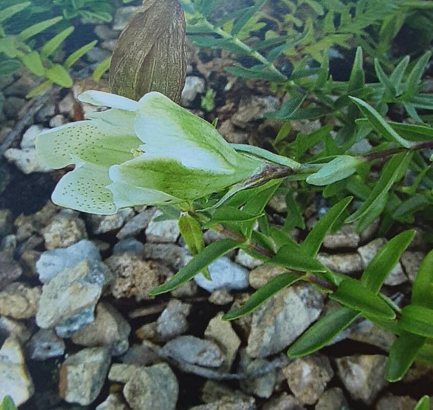 Gentiana gelida — houseplant care guide