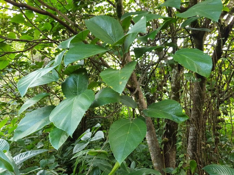Ficus mauritiana — search result for 'Ficus'