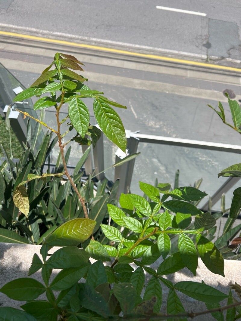 Inga vulpina — houseplant care guide