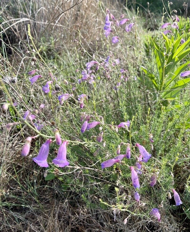 Penstemon dasyphyllus habit