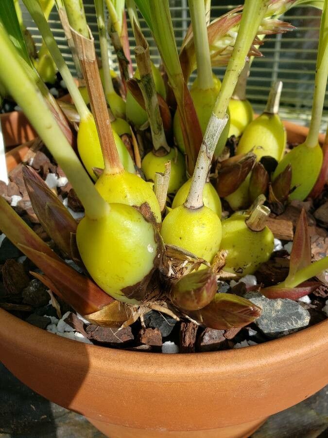 Coelia triptera other