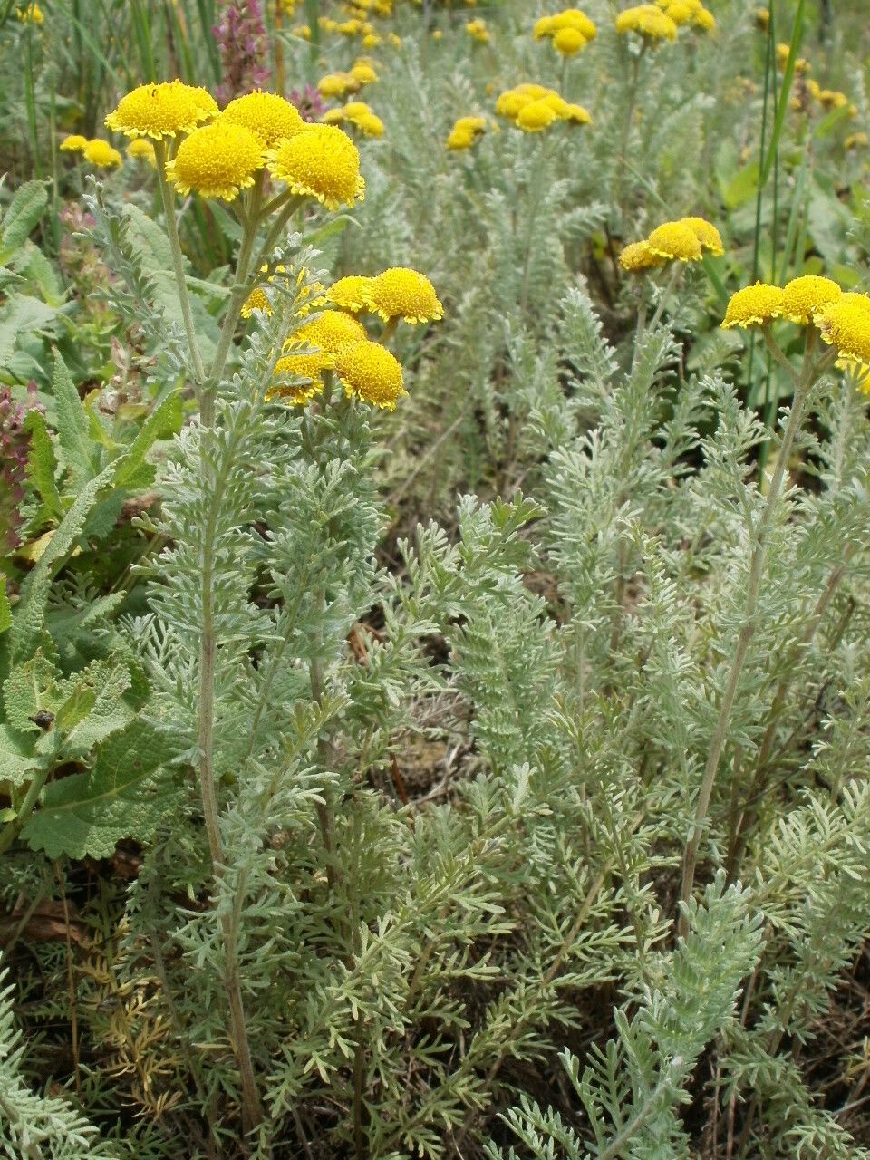 Tanacetum millefolium — search result for 'Tanacetum'