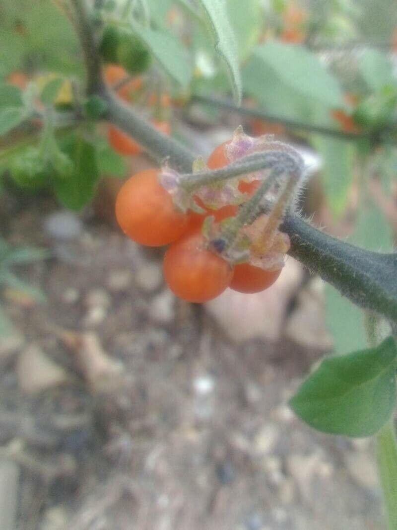 Solanum alatum fruit