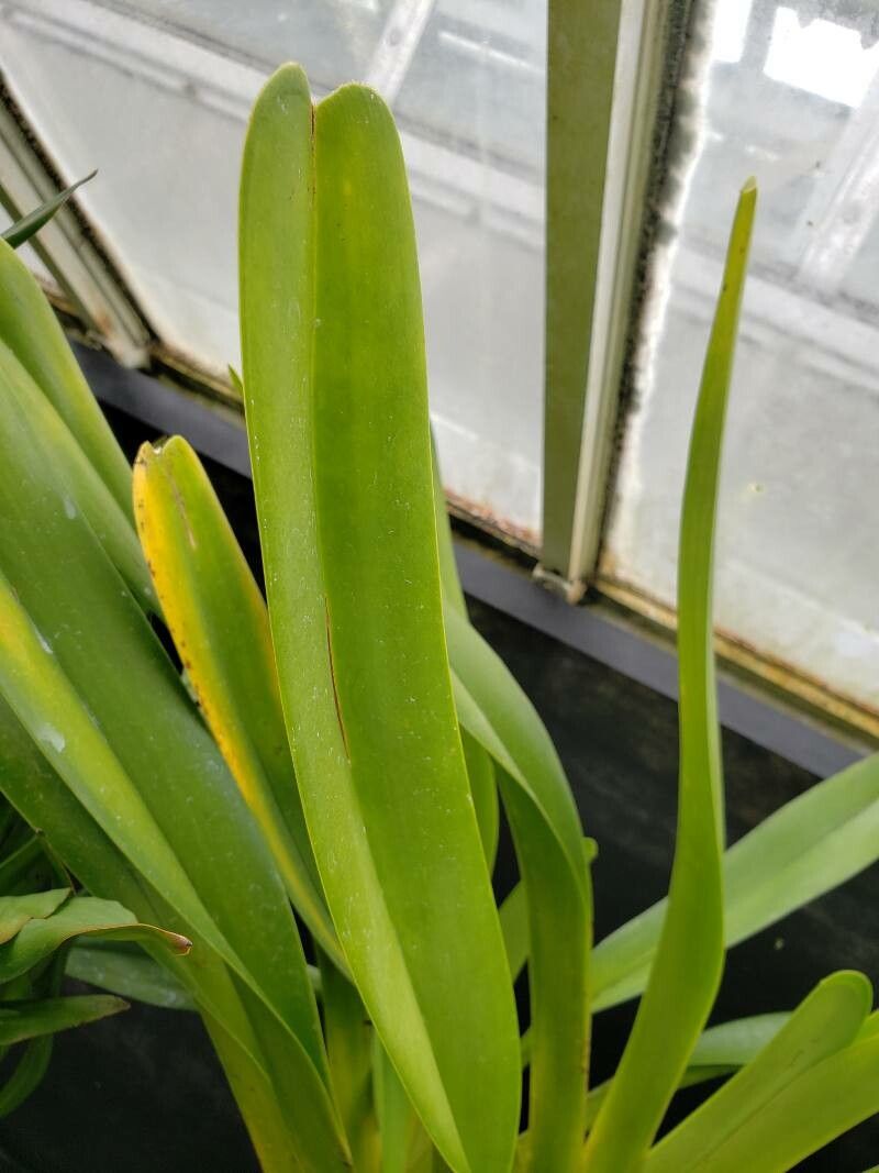 Jumellea arachnantha — related species from the same genus