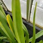 Jumellea arachnantha