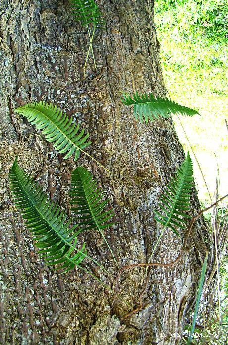 Davallia pectinata habit