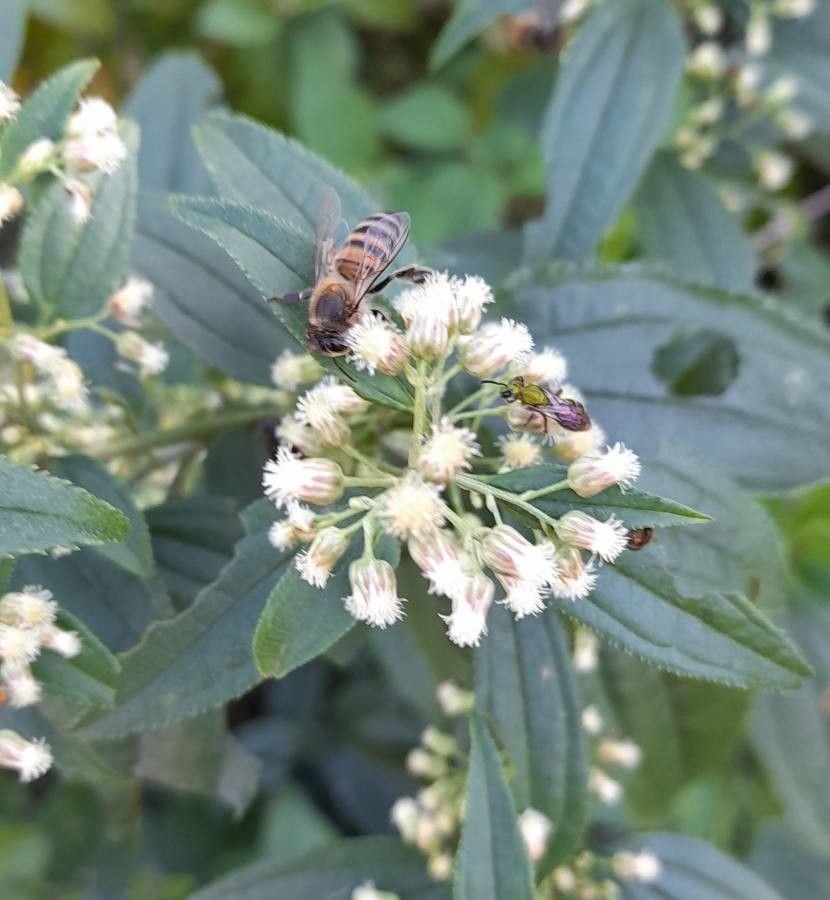 Baccharis rhexioides flower