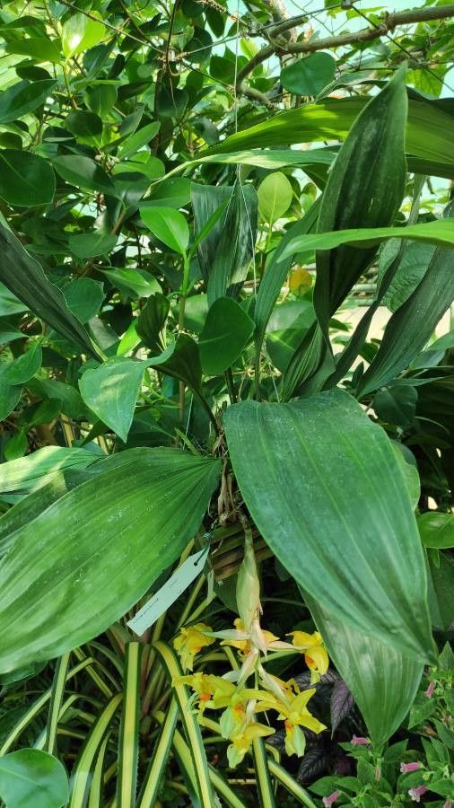Stanhopea warszewicziana leaf