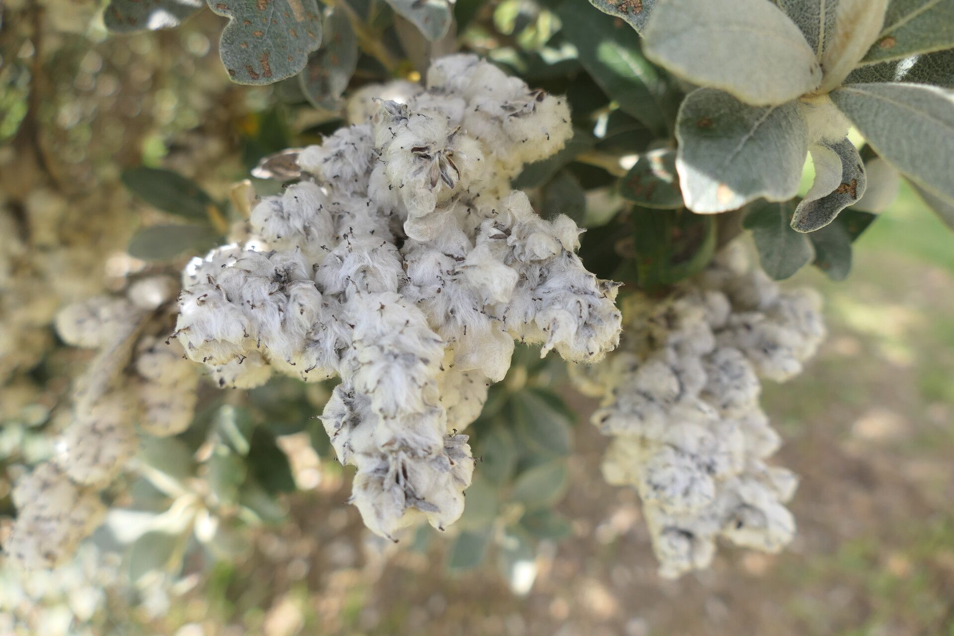 Tarchonanthus littoralis fruit
