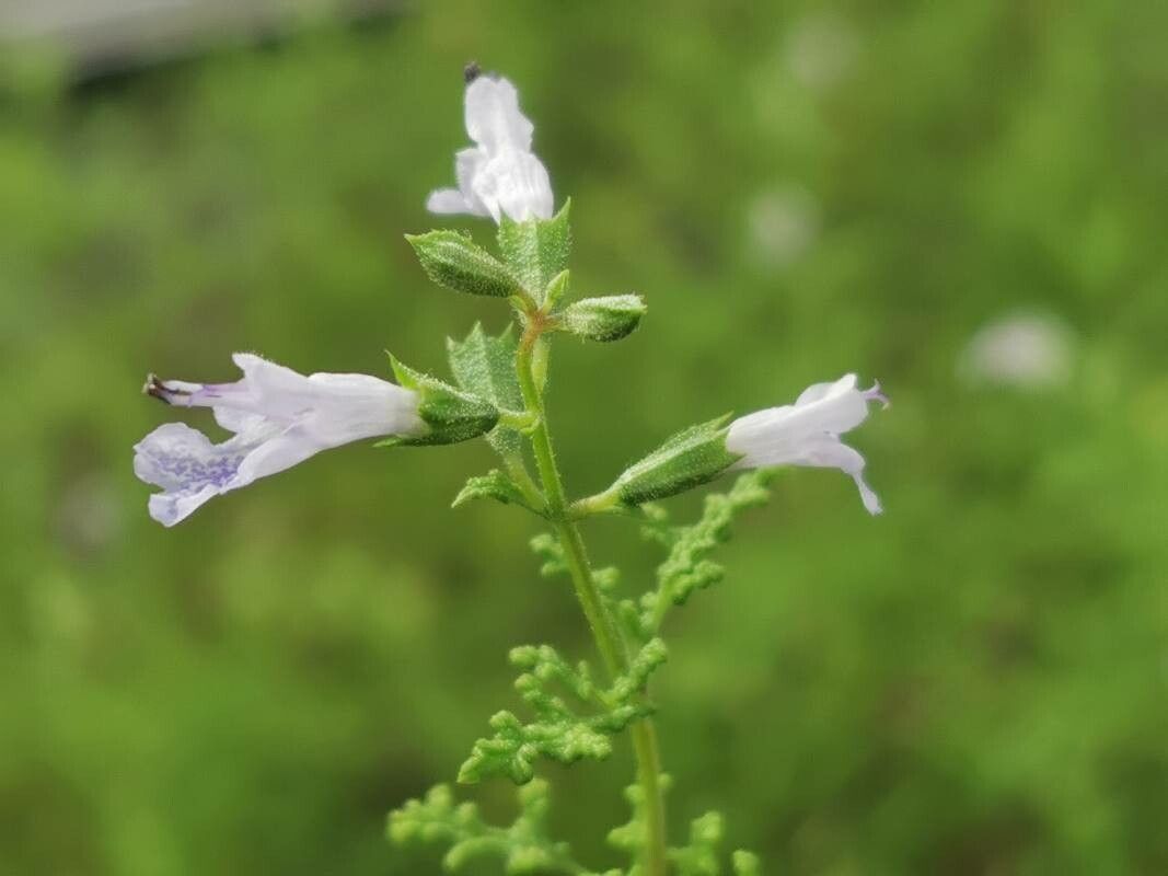 Salvia namaensis flower
