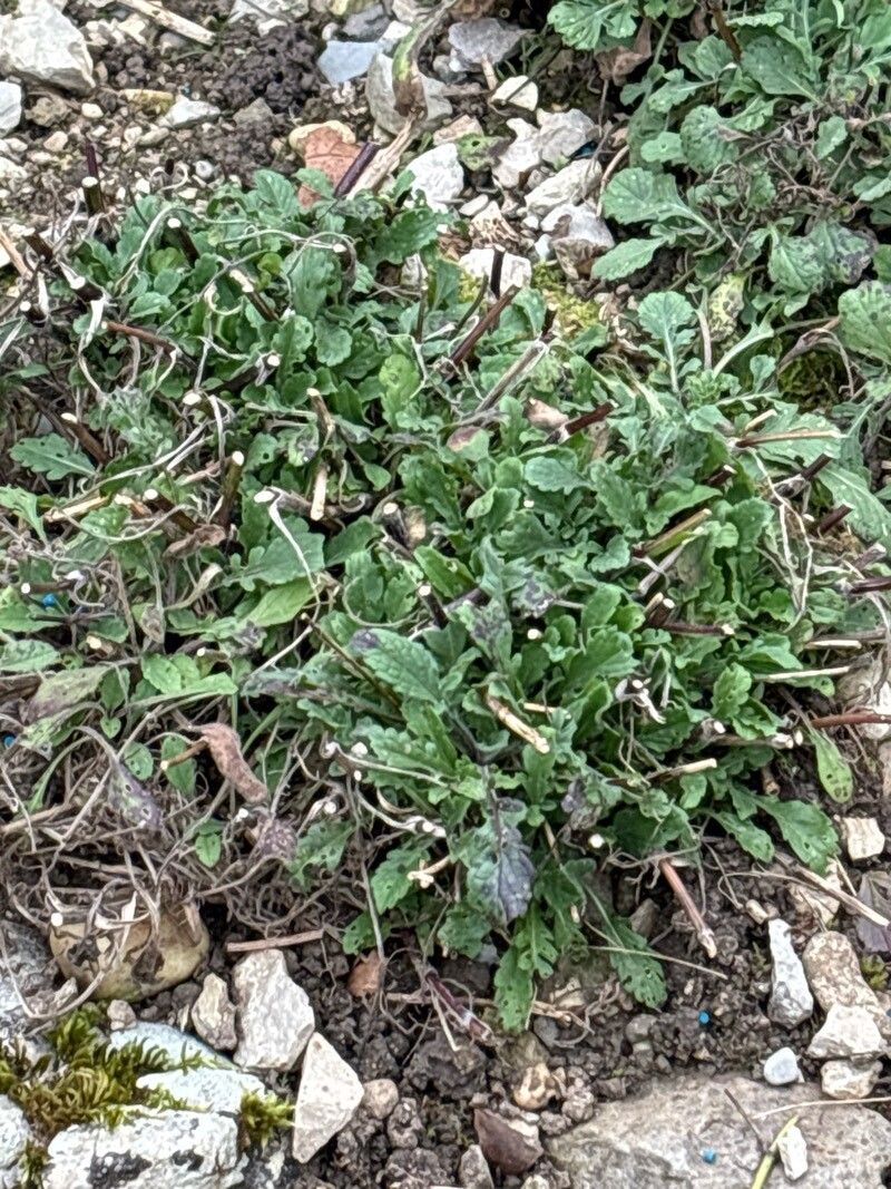 Scabiosa corsica — houseplant care guide