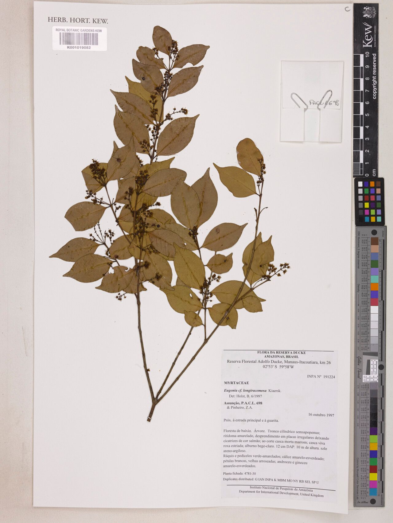 Eugenia longiracemosa — houseplant care guide