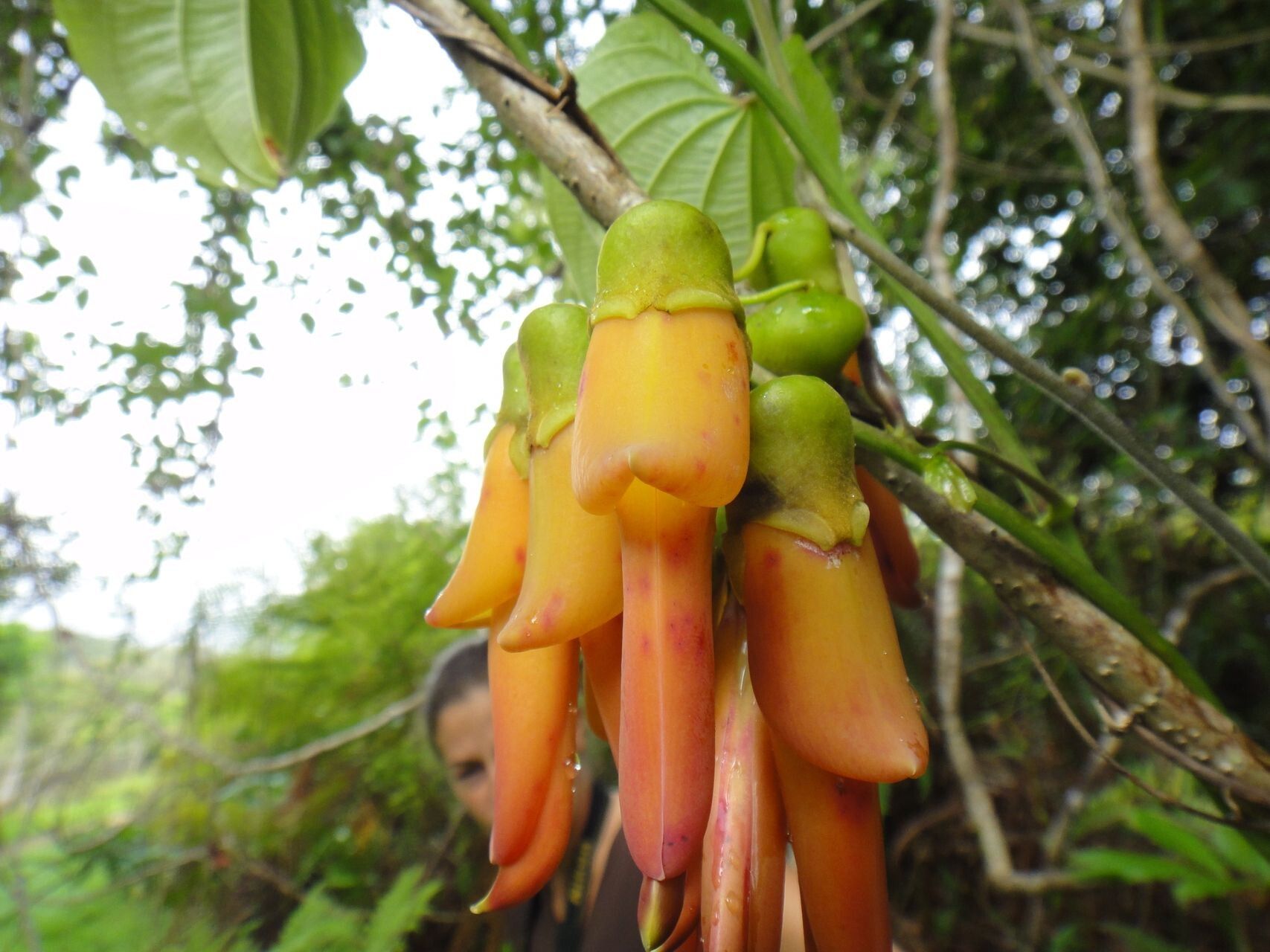 Mucuna neocaledonica flower