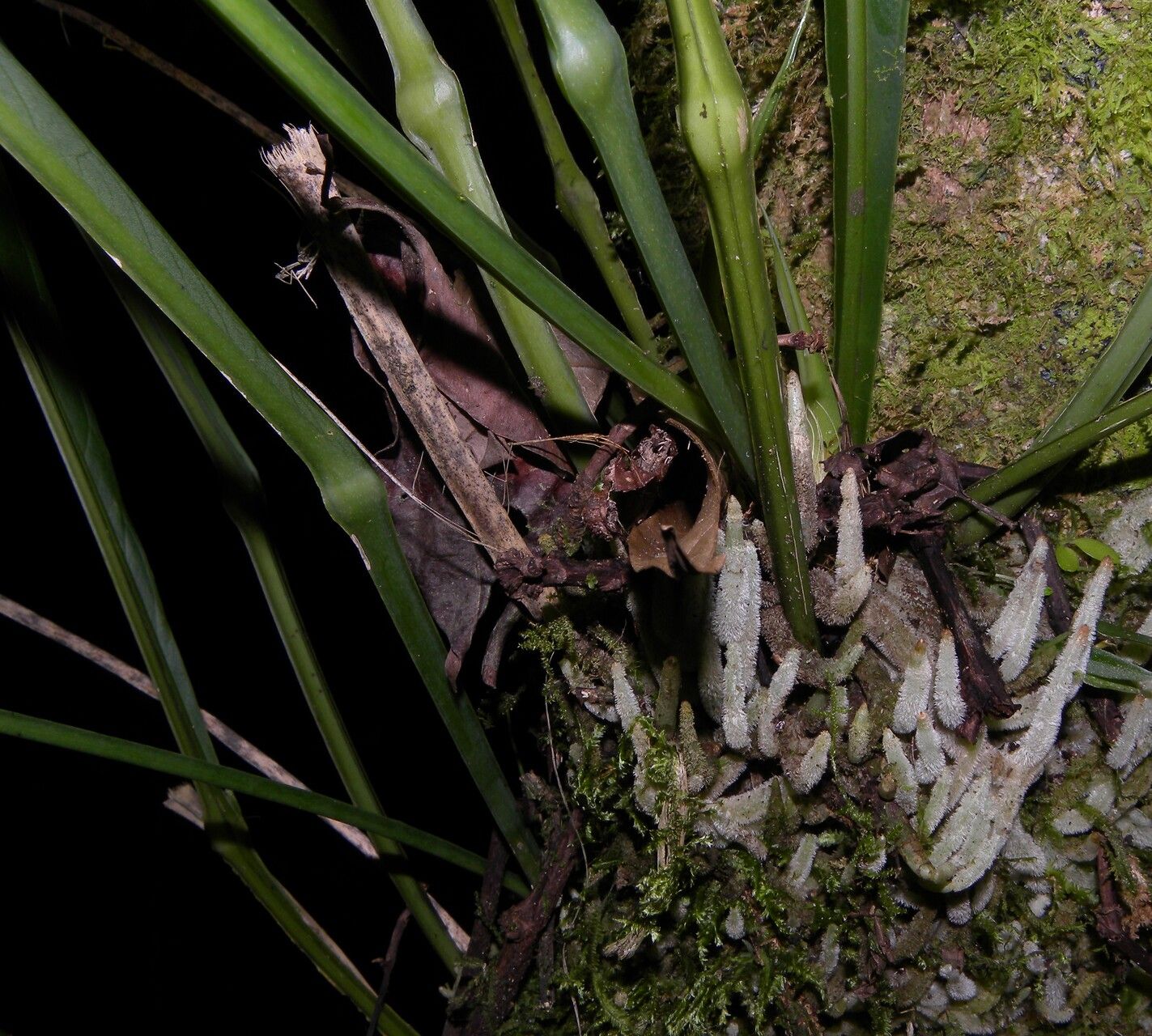 Anthurium spathiphyllum habit