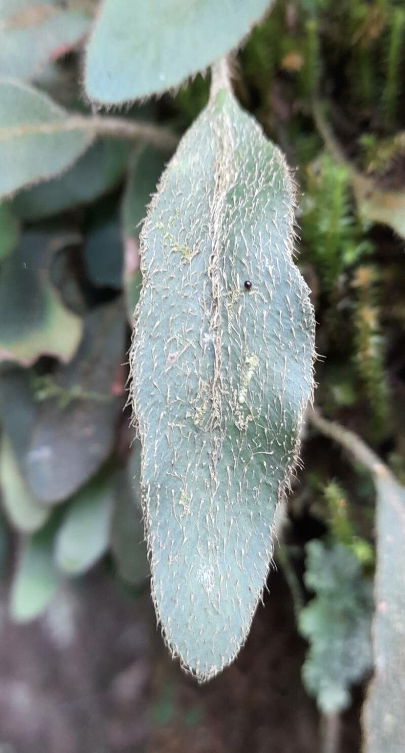 Elaphoglossum piloselloides — houseplant care guide