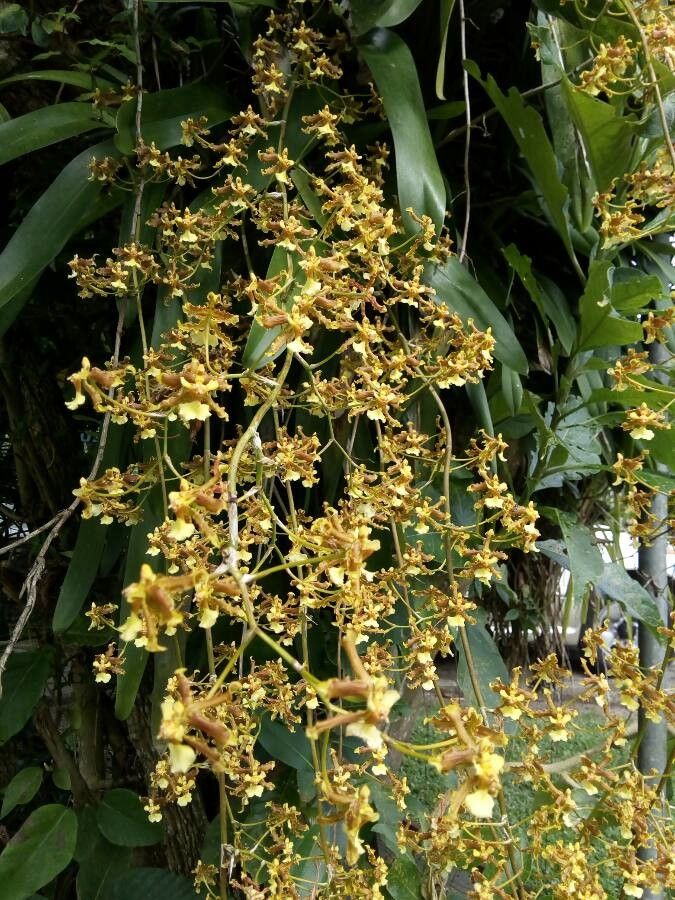 Oncidium stenotis habit