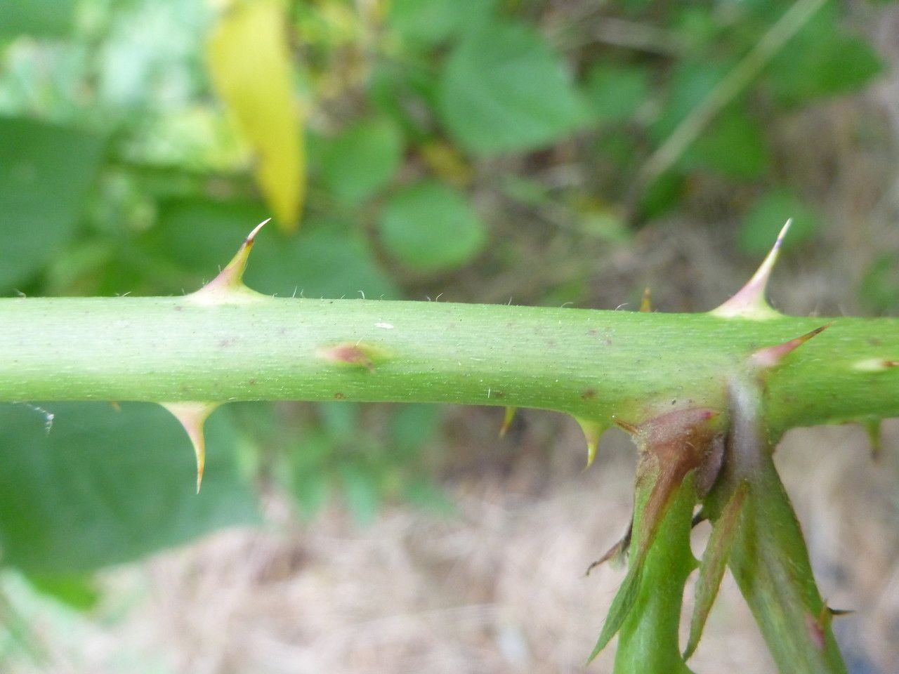 Rubus platyacanthus bark