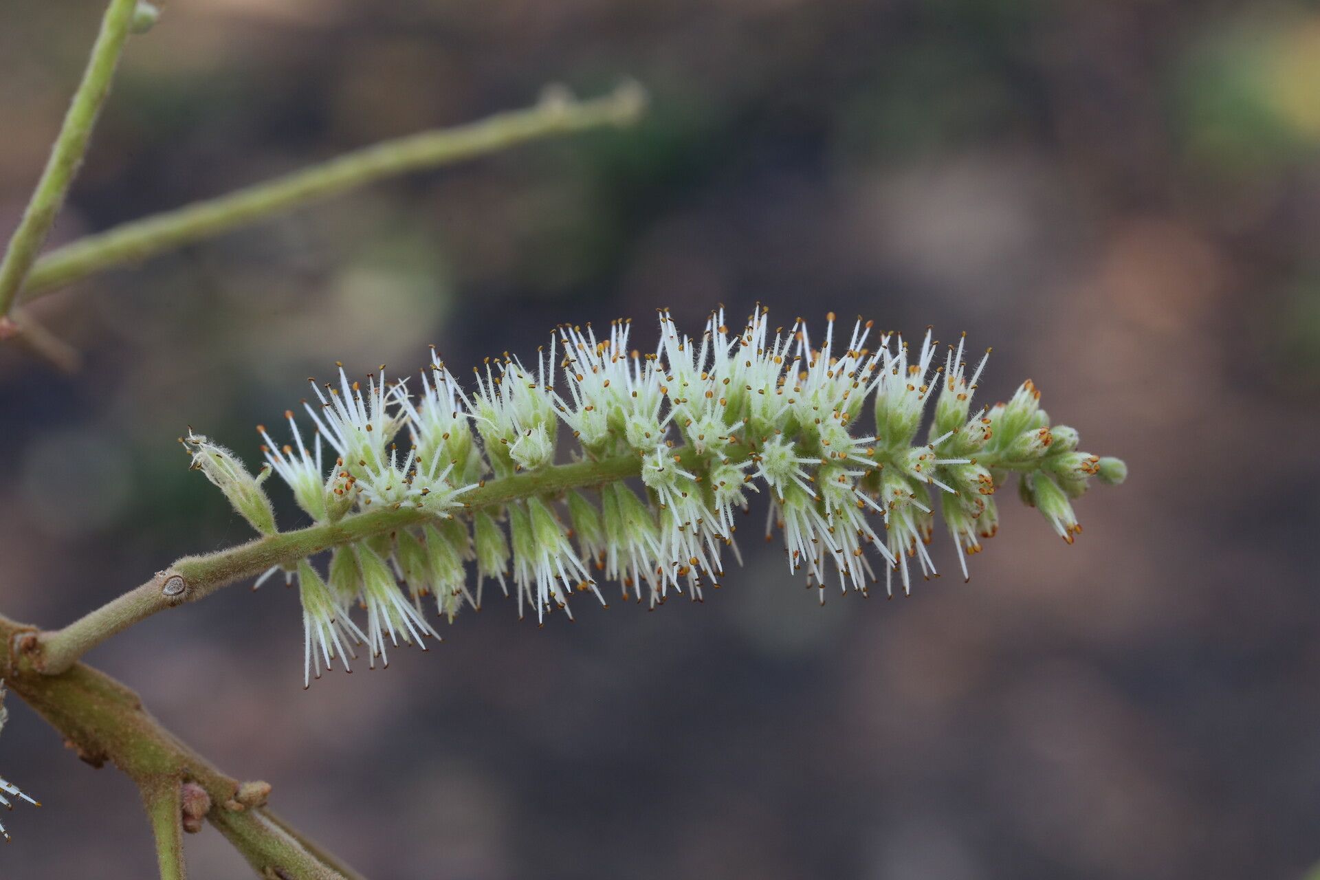 Erythrophleum africanum flower