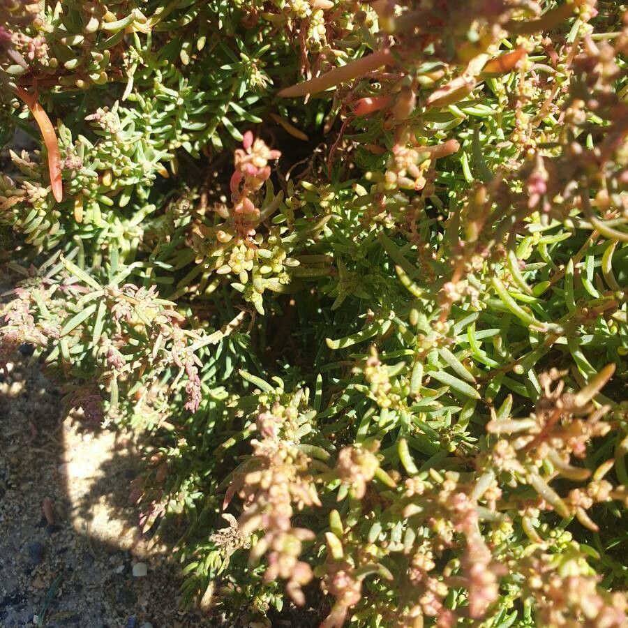 Suaeda australis leaf