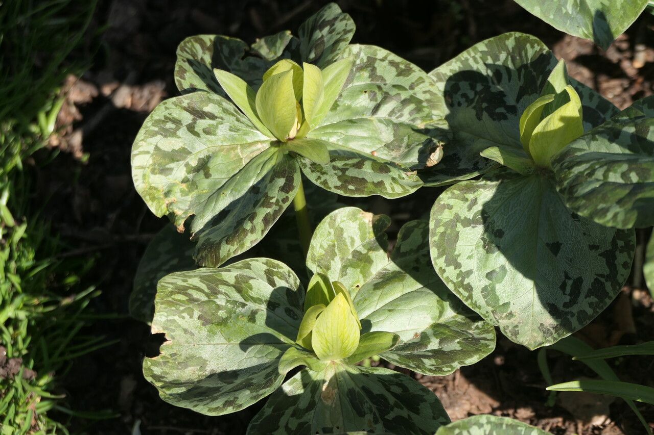 Trillium cuneatum flower