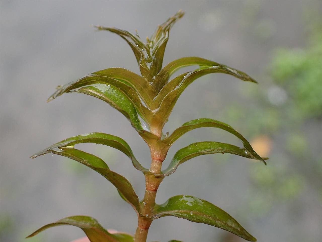 Groenlandia densa bark