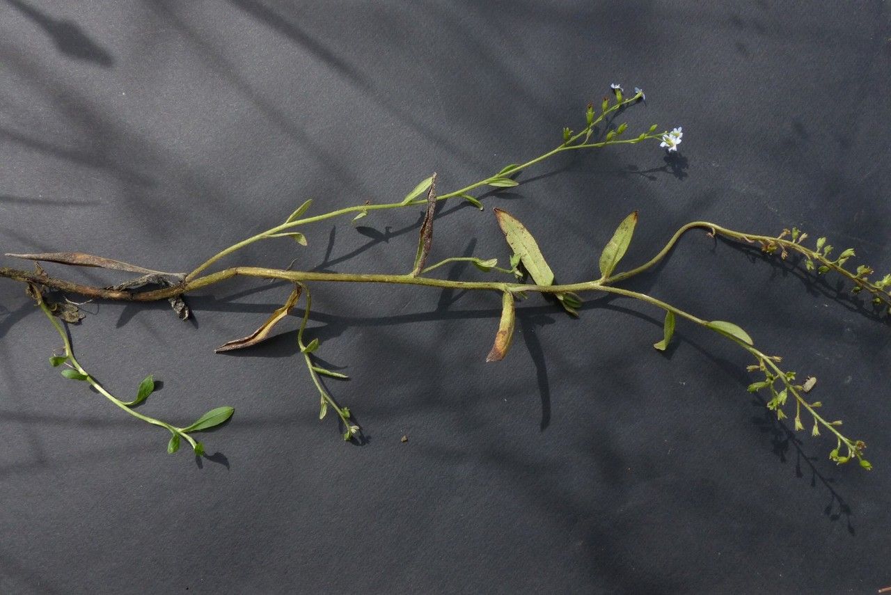 Myosotis michaelae other