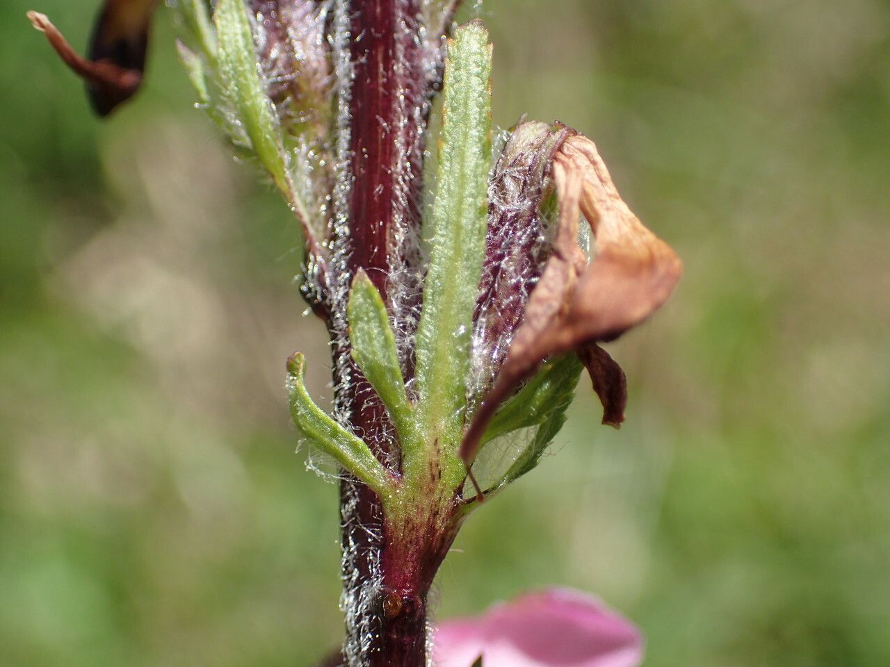 Pedicularis rostratospicata bark