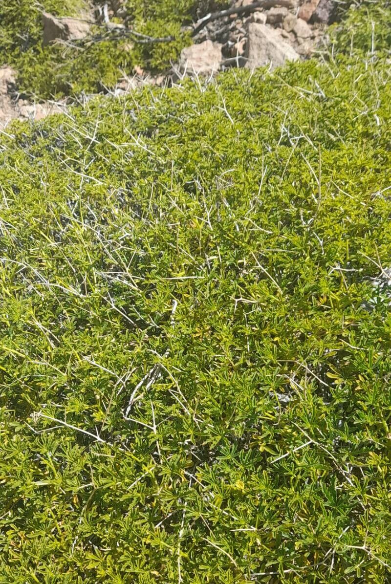 Argylia bustillosii habit