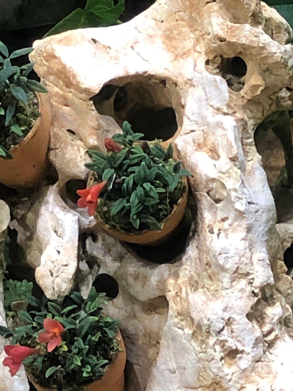 Dendrobium cuthbertsonii habit