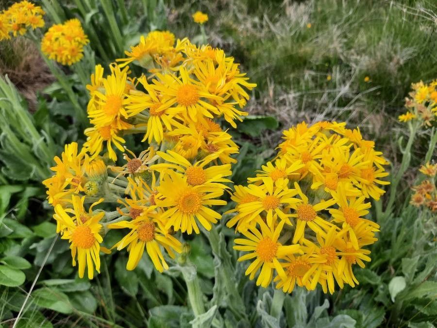 Tephroseris coincyi — related species from the same genus