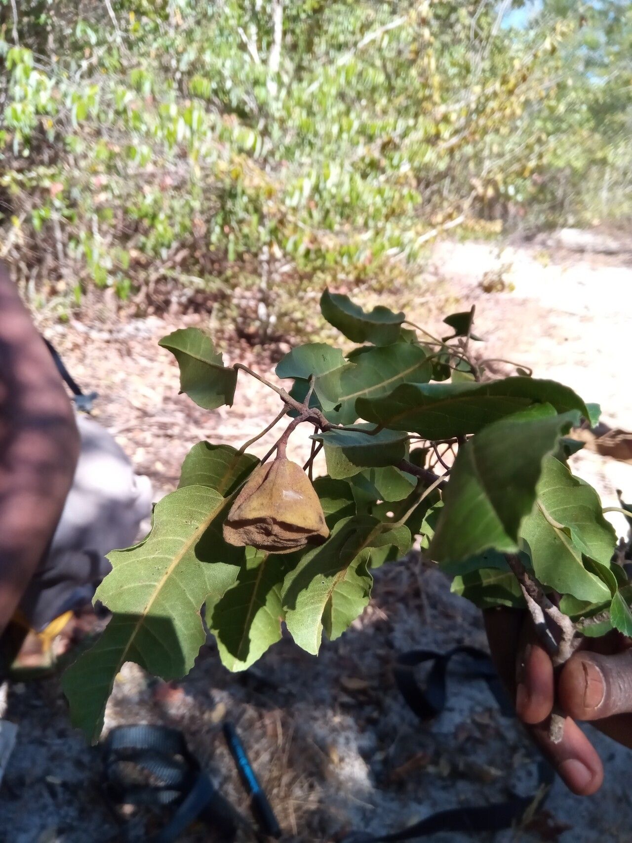Nesogordonia stylosa — houseplant care guide