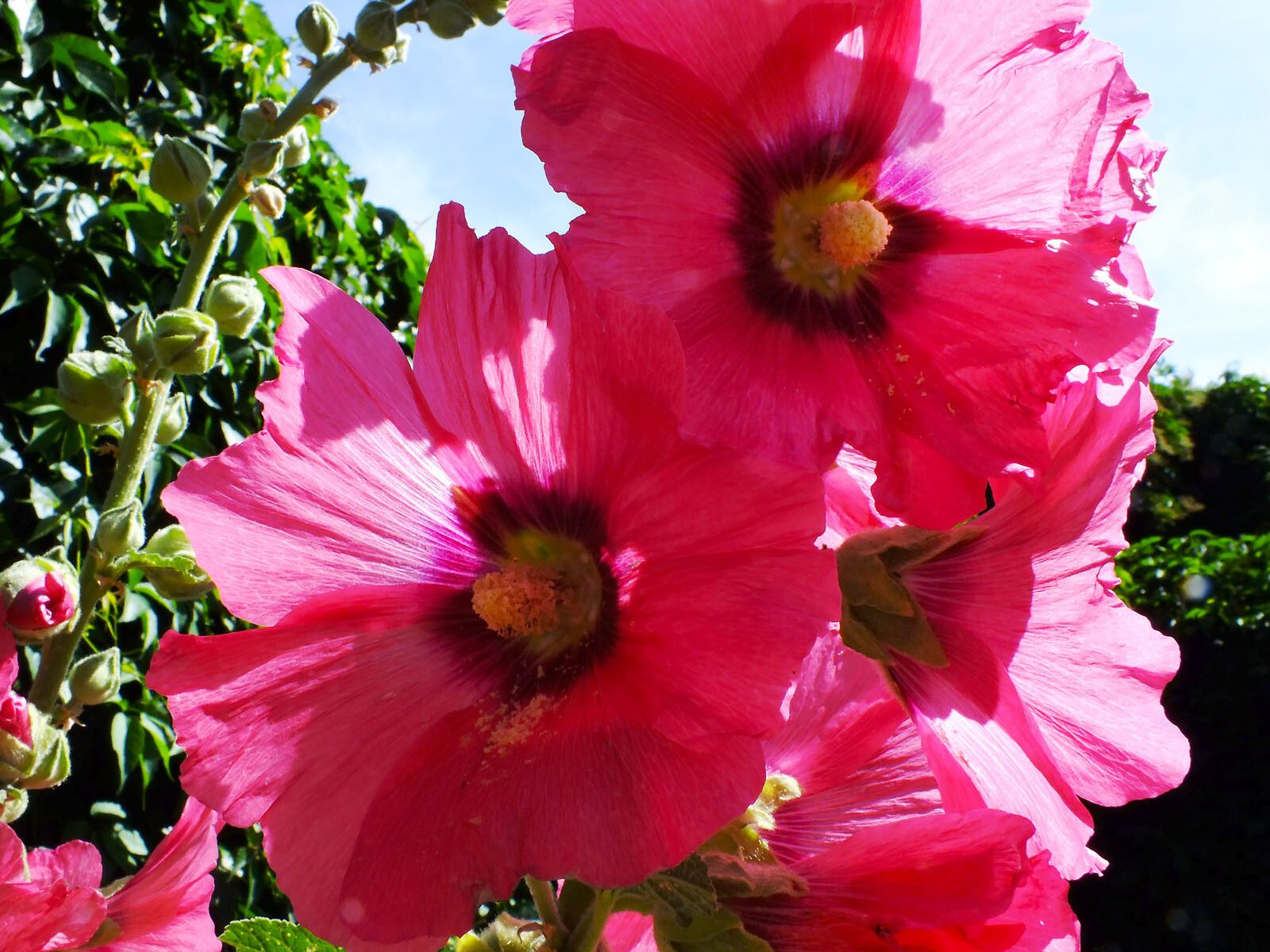 Alcea setosa flower