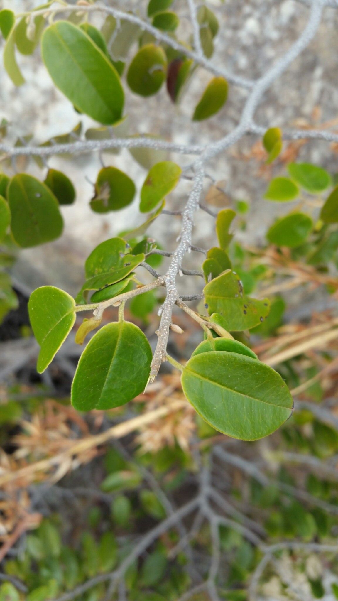 Uvaria marenteria — houseplant care guide