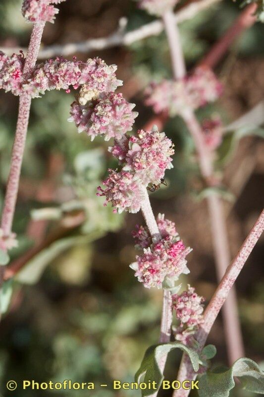 Atriplex colerei other
