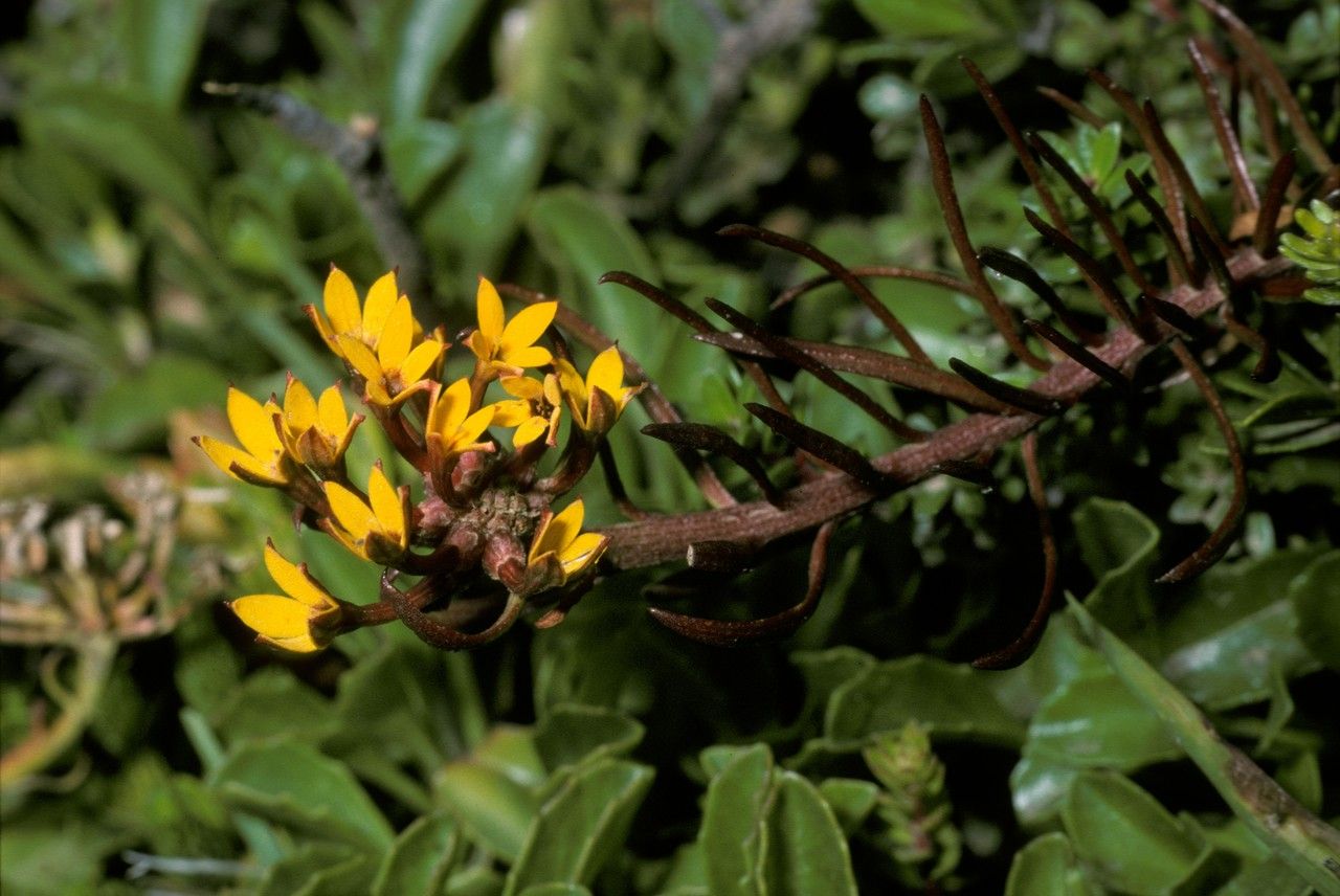 Quinchamalium procumbens — related species from the same genus
