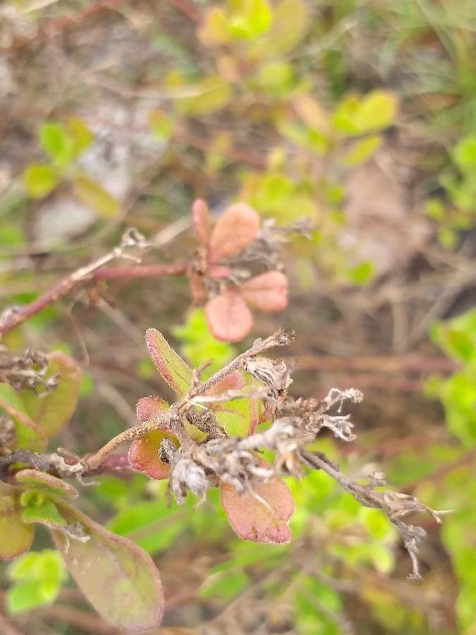 Dyschoriste radicans bark