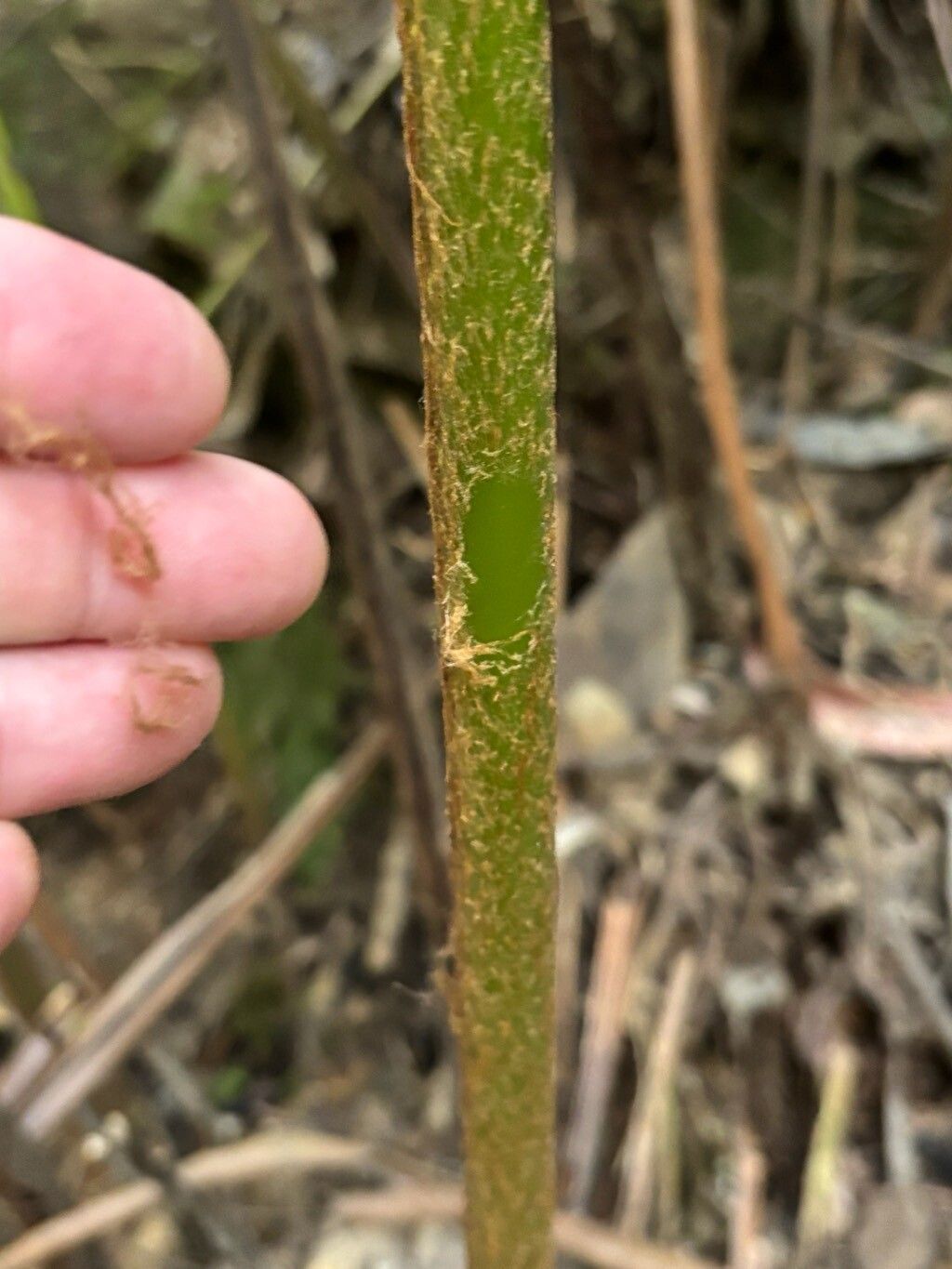 Culcita macrocarpa bark