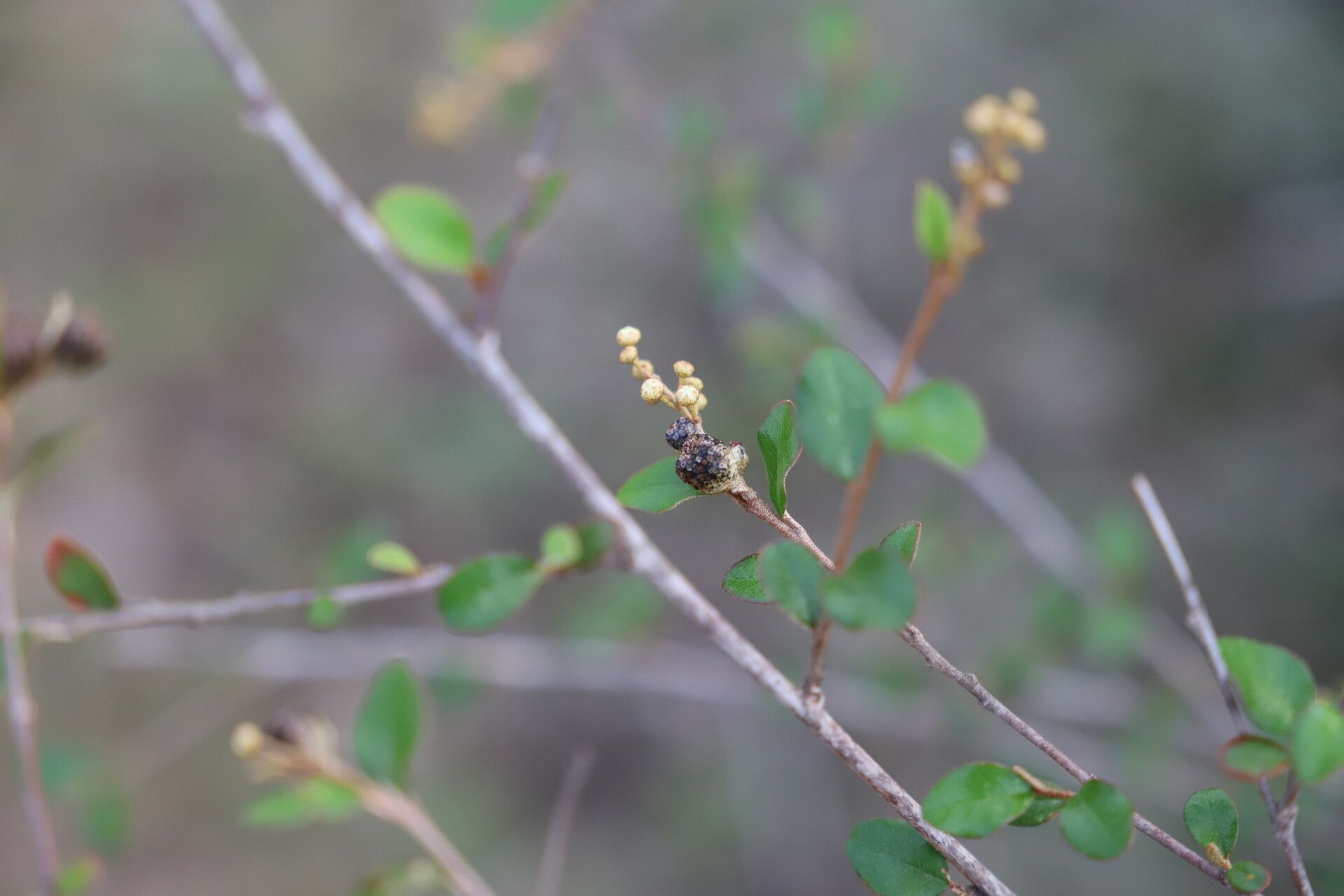 Croton sakamaliensis — houseplant care guide