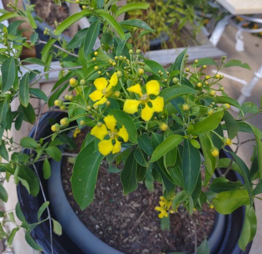 Stigmaphyllon ciliatum flower