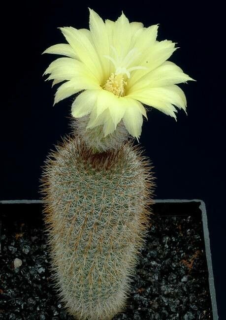 Frailea stockingeri — houseplant care guide