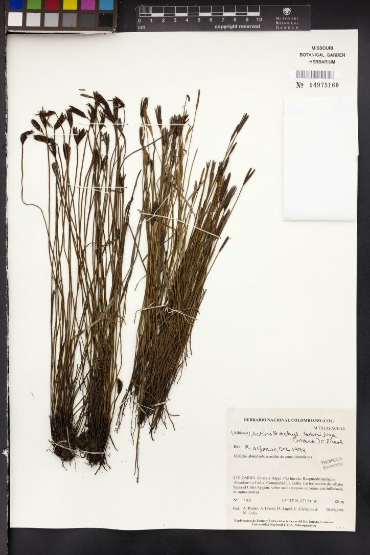 Actinostachys subtrijuga other