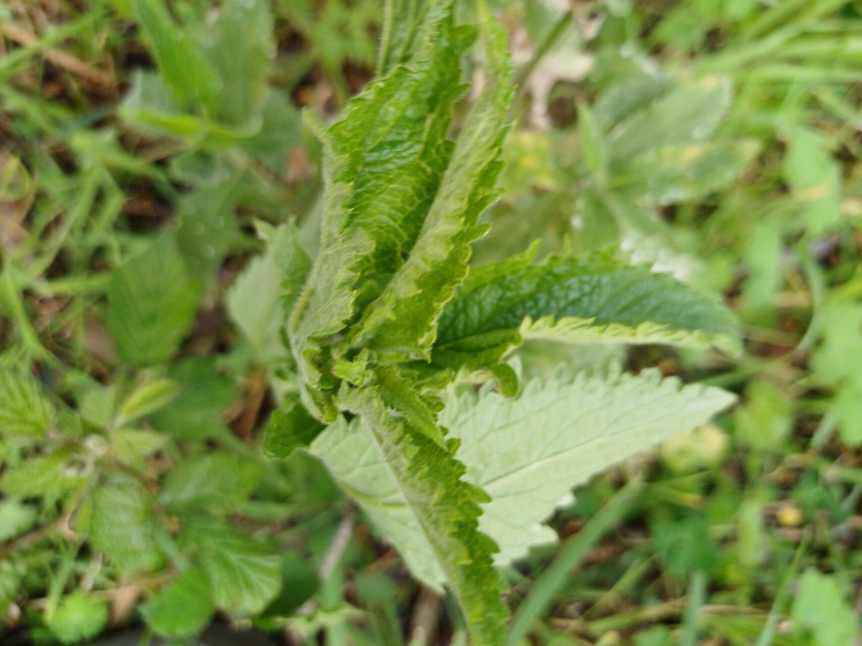 Verbena incompta leaf