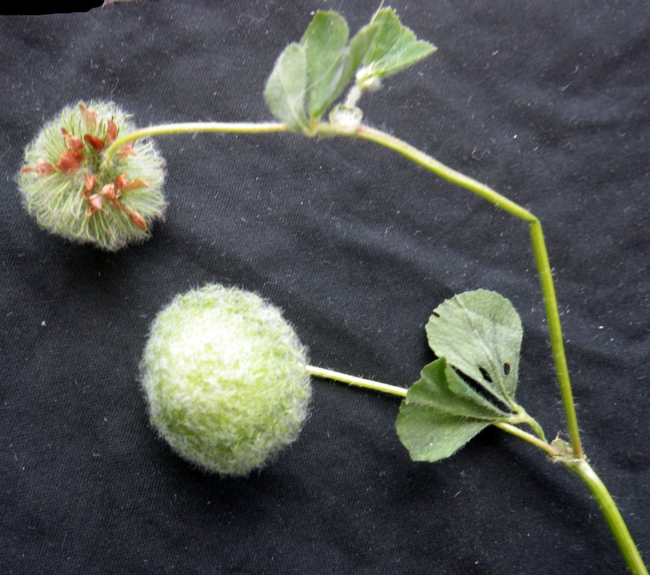 Trifolium globosum fruit