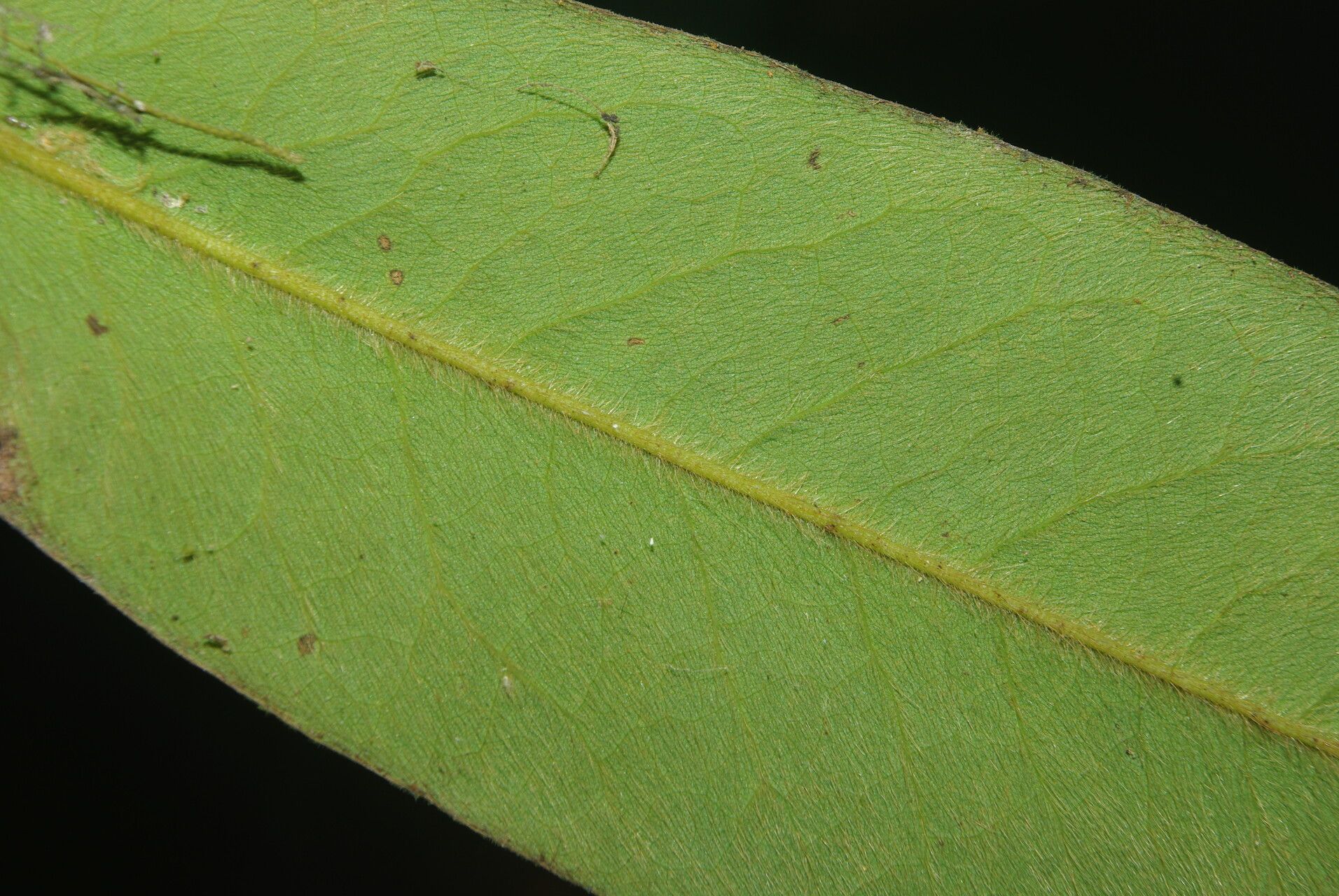 Xylopia letestui — houseplant care guide