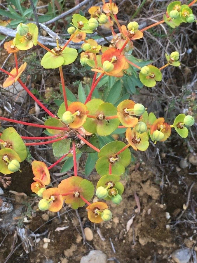 Euphorbia nicaeensis fruit