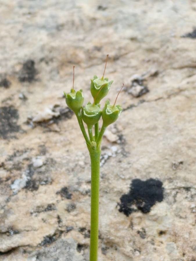 Primula auricula fruit
