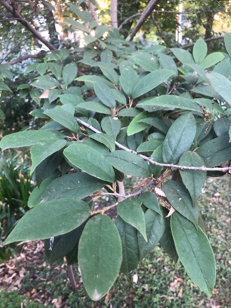 Sycopsis sinensis leaf