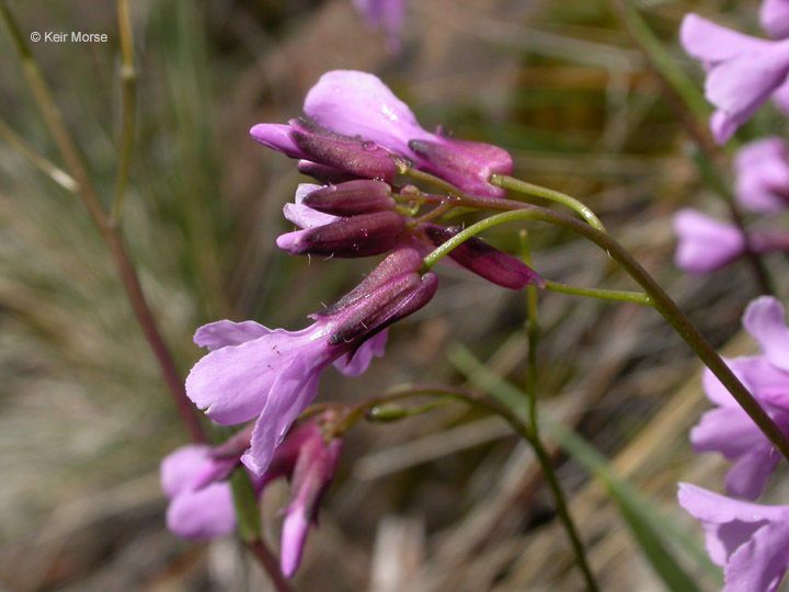 Arabis aculeolata flower