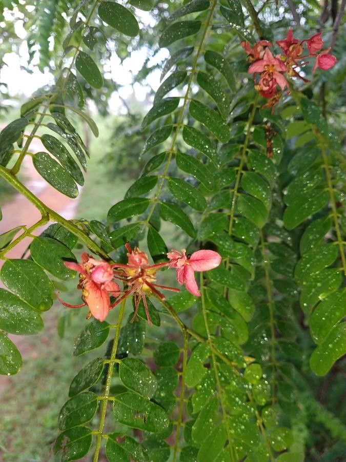 Cassia roxburghii flower